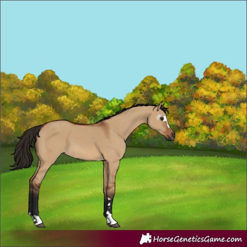 Horse Color:Unknown 