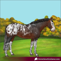 Horse Color:Bay Appaloosa  and Bay Splash Appaloosa 
