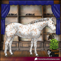 Horse Color:Chestnut Appaloosa 