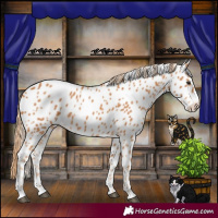 Horse Color:Chestnut Leopard 
