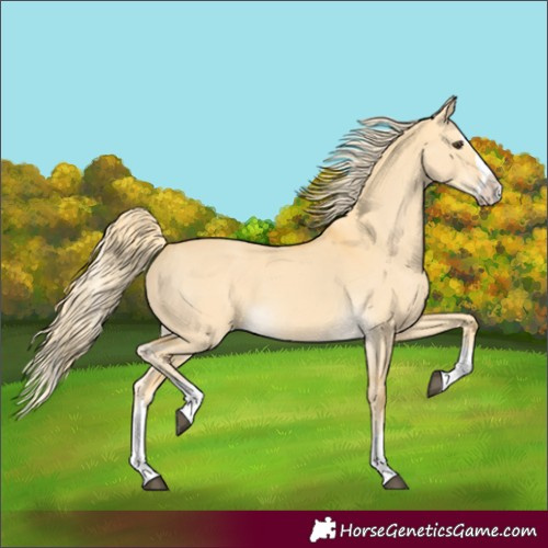 Horse Color:Palomino Dun Splash 