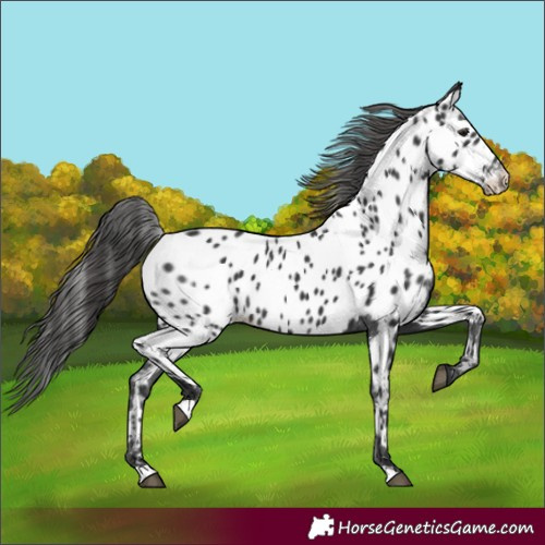 Horse Color:Black Appaloosa 