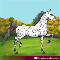 Horse Color:Black Appaloosa 