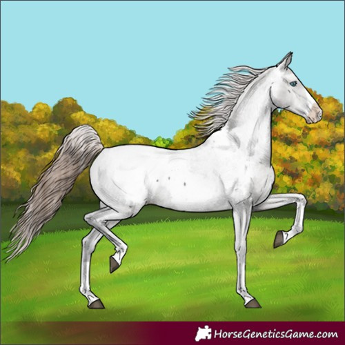 Horse Color:Grullo Splash Appaloosa 