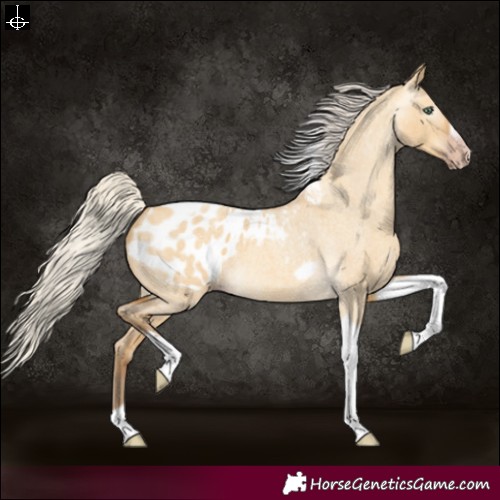 Horse Color:Gray Silver Amber Cream Champagne Roan Dun Splash Tobiano Frame Blanket Rabicano 