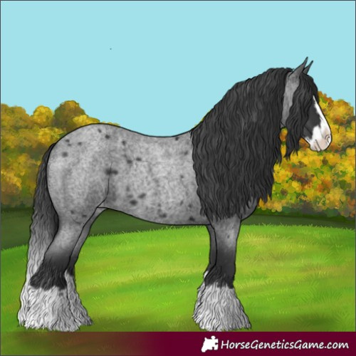Horse Color:Blue Roan Splash Appaloosa 