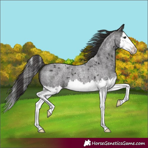 Horse Color:Smoky Blue Roan Splash 
