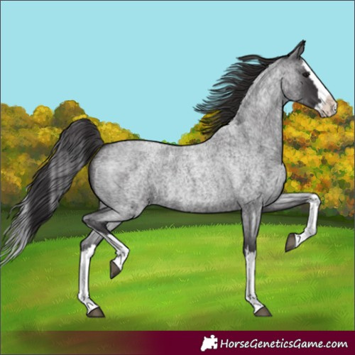 Horse Color:Smoky Blue Roan Splash 