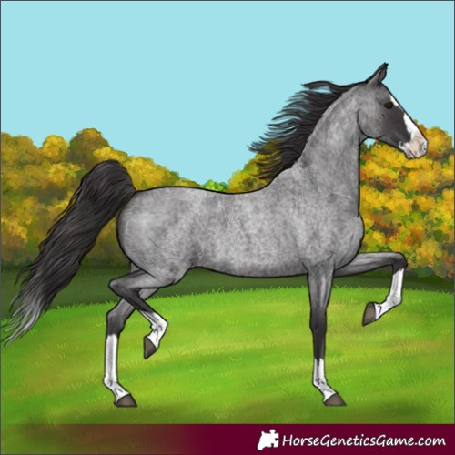 Horse Color:Smoky Blue Roan Splash 