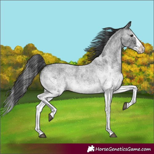 Horse Color:White Spotted Blue Roan Splash 