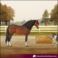 Horse Color:Bay 