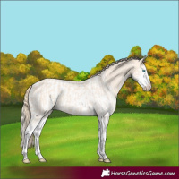 Horse Color:Perlino Splash  and Perlino Splash Appaloosa 