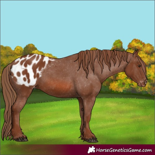 Horse Color:Chestnut Appaloosa 