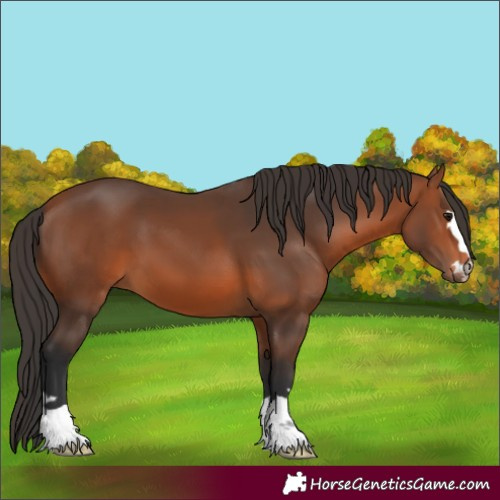 Horse Color:Bay 