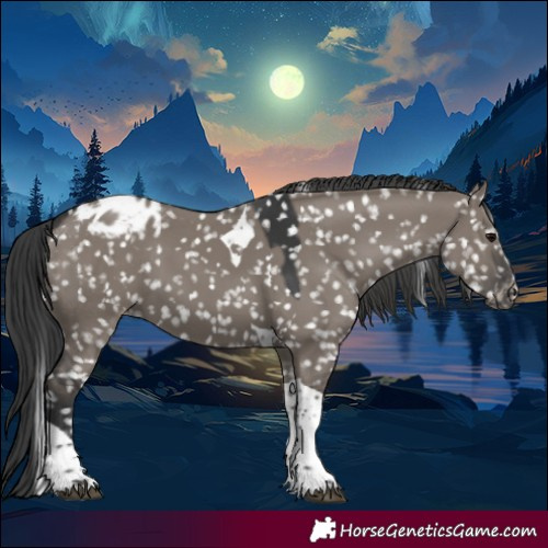 Horse Color:Grullo Tobiano Appaloosa 