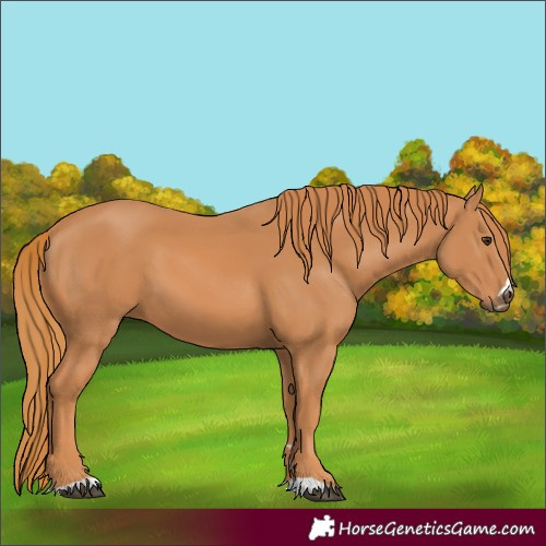 Horse Color:Chestnut 