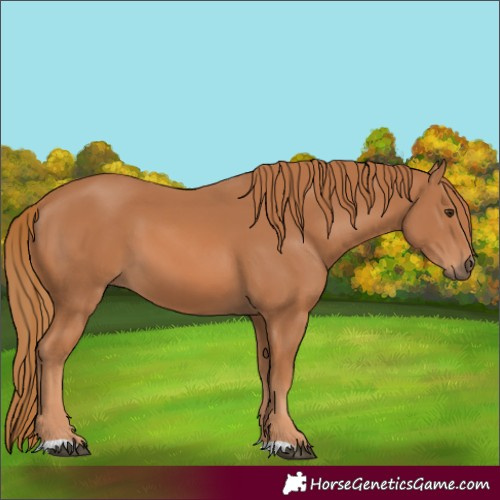 Horse Color:Chestnut 