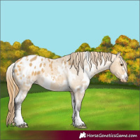 Horse Color:White Spotted Buckskin Dun Appaloosa