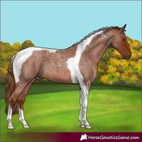 Horse Color:Red Roan Tobiano