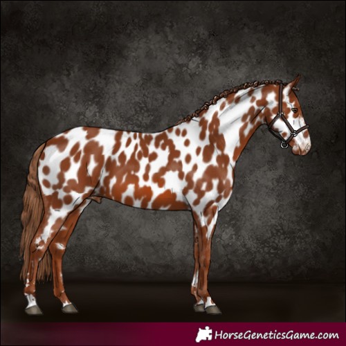 Horse Color:Chestnut Appaloosa 