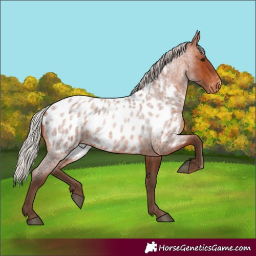 Horse Color:Silver Bay Roan Appaloosa 