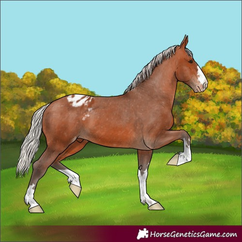 Horse Color:Silver Bay Appaloosa 