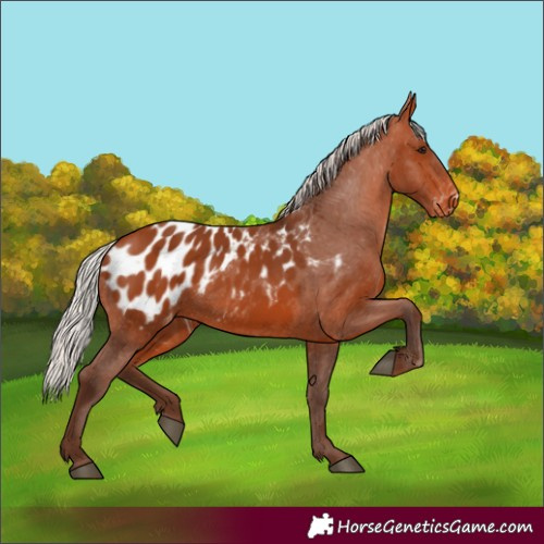 Horse Color:Silver Bay Appaloosa 