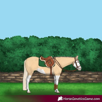 Horse Color:Palomino Splash 
