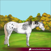 Horse Color:Gray White Spotted Black Blanket and Gray White Spotted Chestnut Blanket