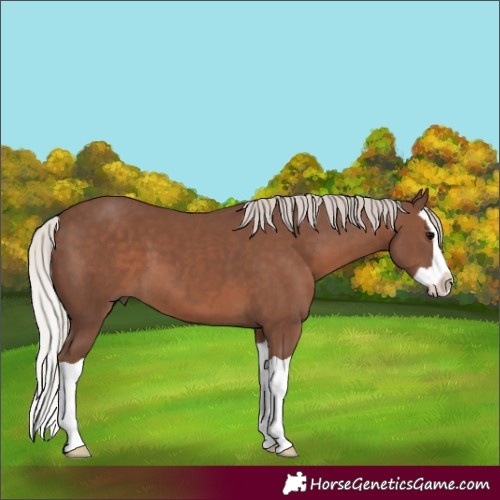 Horse Color:Silver Black Splash 