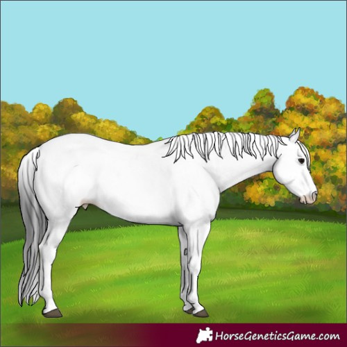 Horse Color:White Spotted Black