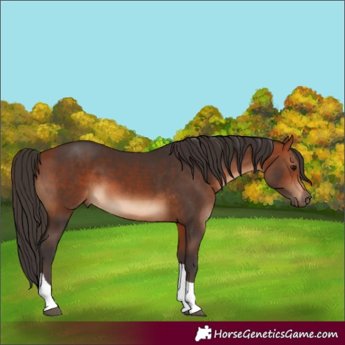 Horse Color:Bay Tobiano 