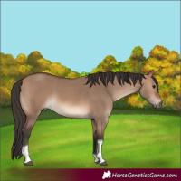 Horse Color:Bay Dun Tobiano 