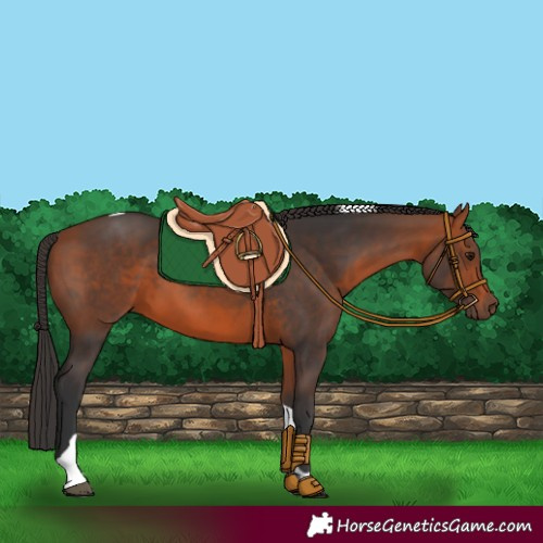 Horse Color:Bay Tobiano Rabicano 