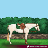 Horse Color:Buckskin Pearl Dun 