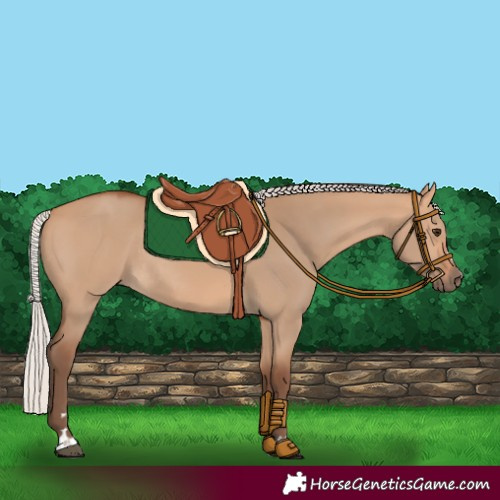 Horse Color:Silver Bay Dun Rabicano 