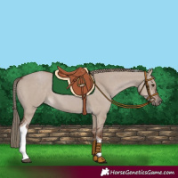 Horse Color:Liver Red Dun Tobiano 
