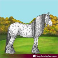 Horse Color:Blue Roan Appaloosa 
