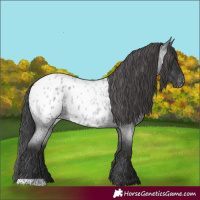 Horse Color:Blue Roan Appaloosa 