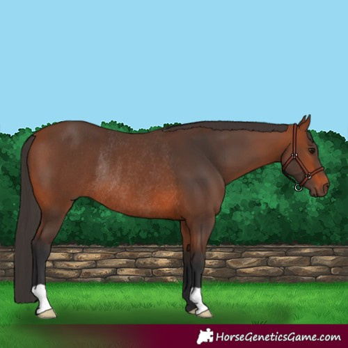 Horse Color:Bay Rabicano