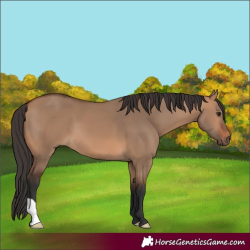 Horse Color:Bay Dun 