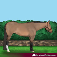 Horse Color:Bay Dun 