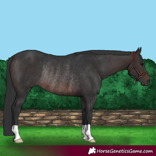 Horse Color:Brown Rabicano 