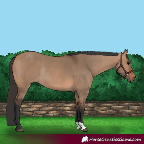Horse Color:Bay Dun Rabicano