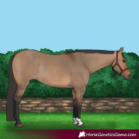 Horse Color:Bay Dun Rabicano