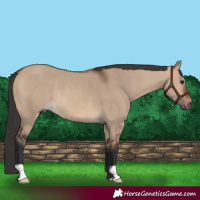 Horse Color:Brown Dun Rabicano