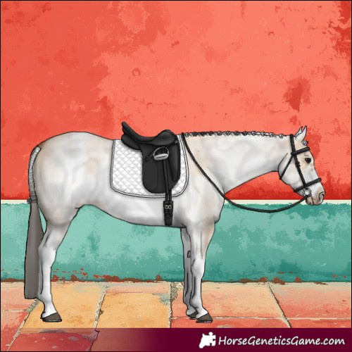 Horse Color:White Spotted Bay Dun Sabino Frame 
