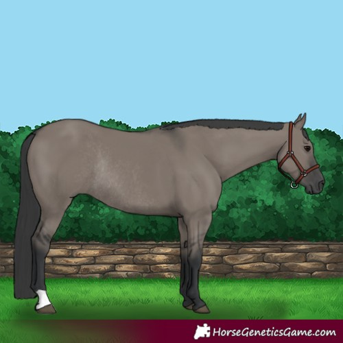 Horse Color:Grullo Rabicano