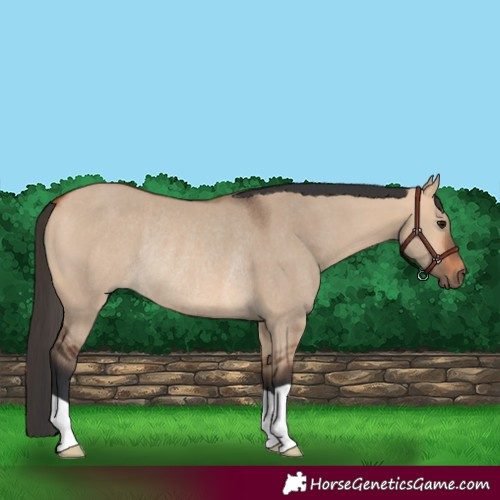 Horse Color:Bay Dun Rabicano