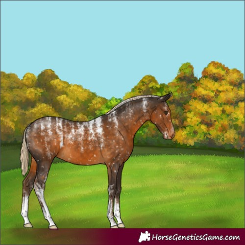 Horse Color:Powder White Chocolate Palomino Snowflake Varnish 